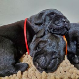 Labrador Retriever Puppies from Silver Birch Labrador Retrievers
