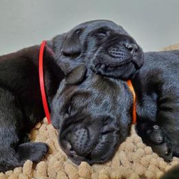 Labrador Retriever Puppies from Silver Birch Labrador Retrievers