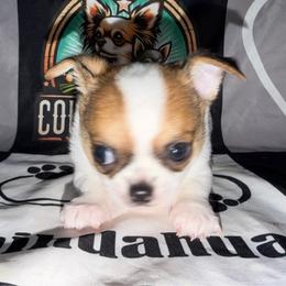 Grayson - Sable spotted white male Chihuahua puppy in Palmyra, Indiana from Country Star Chihuahuas