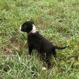 Border Collie Puppies from TiptoeingBorderCollies