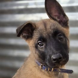 Belgian Malinois from De Linus Malinois