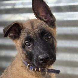 Belgian Malinois from De Linus Malinois