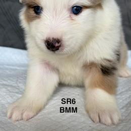 SR6 - Blue merle male Australian Shepherd puppy in Ada, Ohio from Windy Hill Aussies