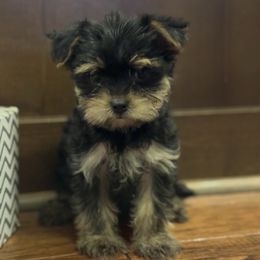Lime Green Boy black and Tan - Black and tan male Yorkshire Terrier puppy in Oregon City, Oregon from D’Luxe Kennels