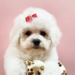 Bichon Frise Puppies from Fairspride Bichon Frises