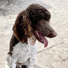 Bruin - Poodle