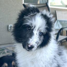 Shetland Sheepdogs from Pat's Shetland Sheepdogs