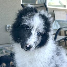 Shetland Sheepdogs from Pat's Shetland Sheepdogs