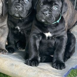 Cane Corso Puppies from Coastal View Kennels