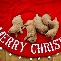 Goldendoodle Puppies from Hygge & Hound by McKenzie