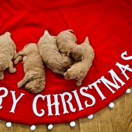 Goldendoodle Puppies from Hygge & Hound by McKenzie
