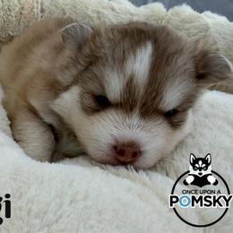 Luigi - Red and white male Pomsky puppy in Eastman, Georgia from Once Upon A Pomsky