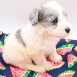 Pink - Blue merle female Bernedoodle puppy in Lexington Park, Maryland from SUNNY SIDE DOODLES