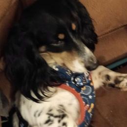 Chopper - Dachshund