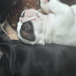 Petey - Tricolors male French Bulldog puppy in Kinzers, Pennsylvania from Ashley's French Bulldogs