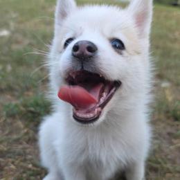 Guile - Tri-color male Pomsky puppy in Blaine, Minnesota from Yuna's Pomsky