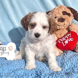 Levi - Blenheim male Cavapoo puppy in Fort Worth, Texas from Creekwood Miniature Cavapoos