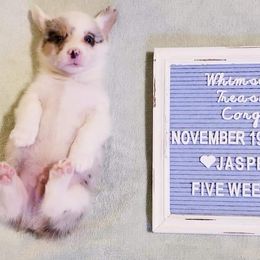 American Corgi and Pembroke Welsh Corgi Puppies from Whimsical Treasure Corgis