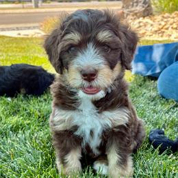 Blue Collar Boy - Brown male Bernedoodle puppy in Ogden, Utah from Salty Point Doodles