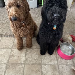 Bernedoodle and Poodle All Grown Up from Sweet Tea Kennels