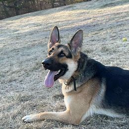 CAYDE - Black and tan male German Shepherd puppy in Buckfield, Maine from Levesques German Shepherds