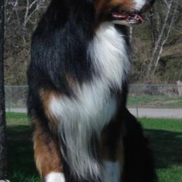 Australian Shepherds from CarMel Australian Shepherds