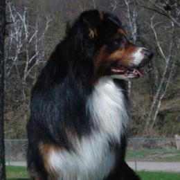 Australian Shepherds from CarMel Australian Shepherds