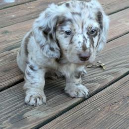 Otis - 3425 - Dapple male Dachshund puppy in Sonora, Kentucky from Maple Hill Miniature Dachshunds