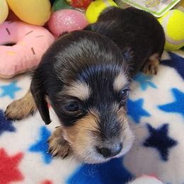 Nessie - Black and cream female Dachshund puppy in Terlton, Oklahoma from CLARK'S BREEDING PROGRAM