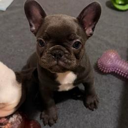 Blue girl - Blue female French Bulldog puppy in Pennsylvania from R & C French Bulldogs