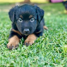 Mountain Dew - Black tri male Miniature Australian Shepherd puppy in Lincoln, California from Country Dreams Mini Aussies