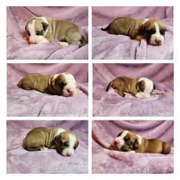 American Staffordshire Terrier Puppies from Homegrown Amstaffs