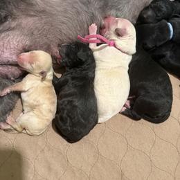 Red Collar - Black female Goldendoodle puppy in Portland, Tennessee from Happy_Tails_by_TJ