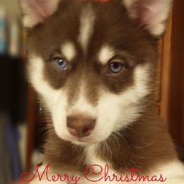 Abby - Girl - Pomsky puppy in Michigan from Southwest Michigan Pomskies