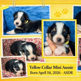 Yellow collar - Black tri female Miniature Australian Shepherd puppy in 32046, Florida from River Hill Ranch