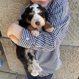 Boy 1 - Tri-color male Bernedoodle puppy in Surprise, Arizona from Huckleberry Doodles