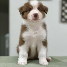 Valor (Grey) - Red tri-color male Australian Shepherd puppy in Navasota, Texas from Triple MMM Kennel