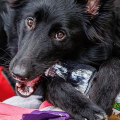 Belgian Sheepdogs and Pembroke Welsh Corgis from Empire Rebel Belgian’s