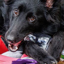 Belgian Sheepdogs and Pembroke Welsh Corgis from Empire Rebel Belgian’s