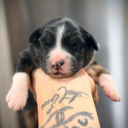Java - Black tri female Miniature Australian Shepherd puppy in Lakeport, California from Akins Aussies/Wild Rose Ranch