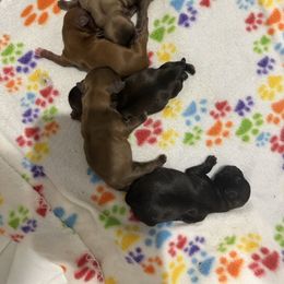 Shih Tzu puppies from RL Phillips Shihtzus