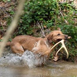 Labrador Retrievers from Elite Shed Hunting Retrievers