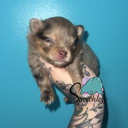 Rapunzel- 5500.00 dollars - Chocolate merle female Pomeranian puppy in Perry County, Ohio from Speechless Pom’s