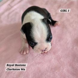 Girl 1 - Black brindle and white female Boston Terrier puppy in Clarkston, Washington from Royal Bostons