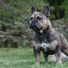 Aussiedoodles and French Bulldogs from BlackCrown Kennel