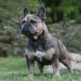 Aussiedoodles and French Bulldogs from BlackCrown Kennel