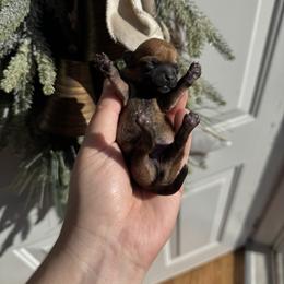 Chihuahua Puppies from Walley Farms