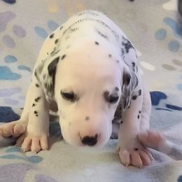 ARMY GREEN - White and black Dalmatian puppy in Adamstown, Maryland from Sprinkled with Hearts Dalmatians