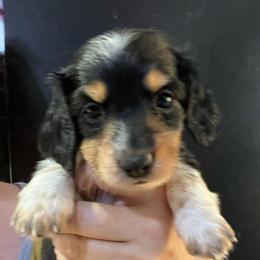 Betty - Piebald female Dachshund puppy in Bigfork, Minnesota from Dachshunds Up North