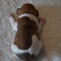Boy 4 - Rat Terrier puppy in White City, Oregon from Walkabout Australian Kelpies and Rat Terriers